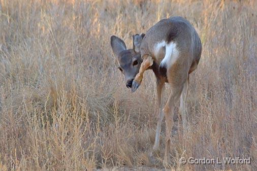 Hoof In Mouth_73271.jpg - Mule Deer (Odocoileus hemionus) photographed in the Bosque del Apache National Wildlife Refuge near San Antonio, New Mexico USA. 